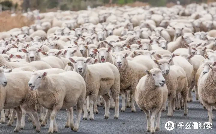 兼具户外运动和日常穿着的美利奴羊毛服装，为什么这么贵